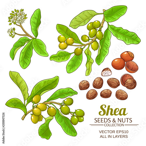 Photography shea vector set