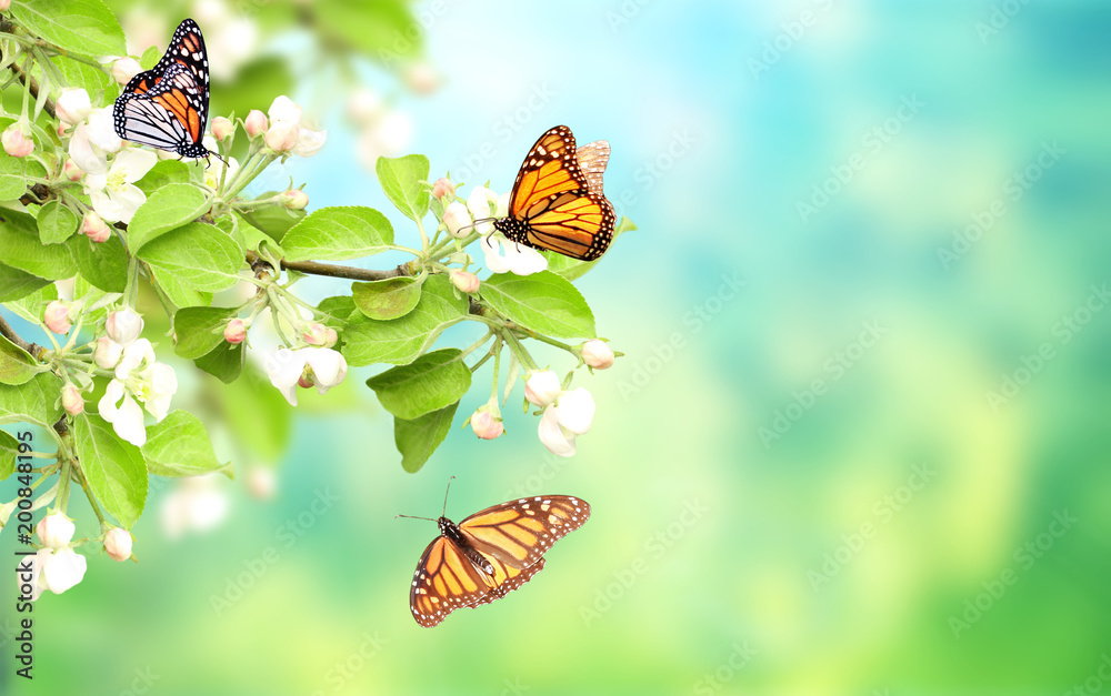 Motyle na kwiatach jabłoni <span>plik: #200848195 | autor: frenta</span>