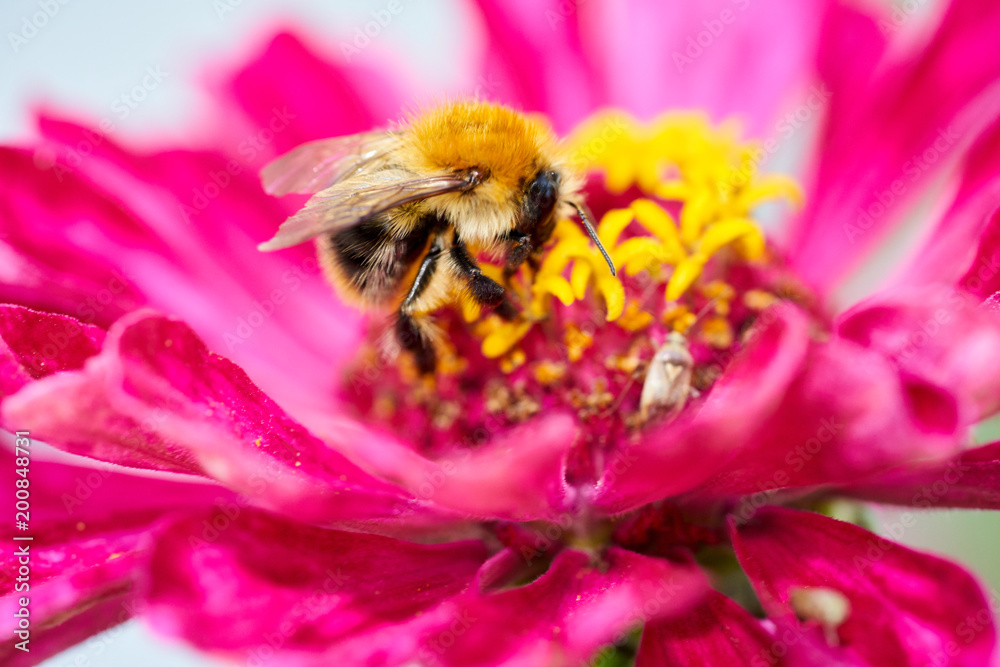 Hummel auf den Staubgefäßen einer Zinnie in Nahaufnahme mit unscharfem Hintergrund Hummel auf den Staubgefäßen einer Zinnie in Nahaufnahme mit unscharfem Hintergrund