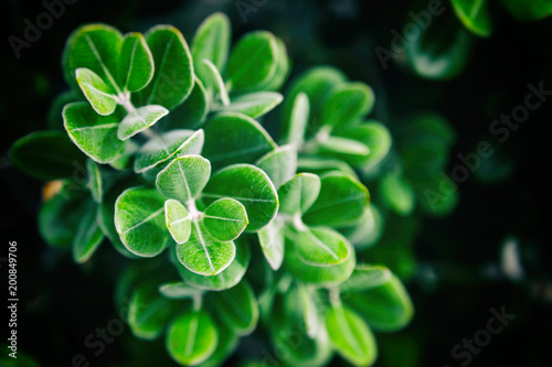 Bright green leaves, beautiful natural background