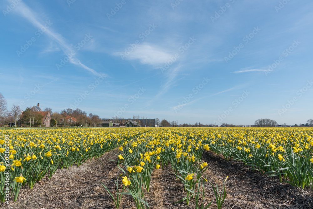 Beautiful narcissus fields in Holland
