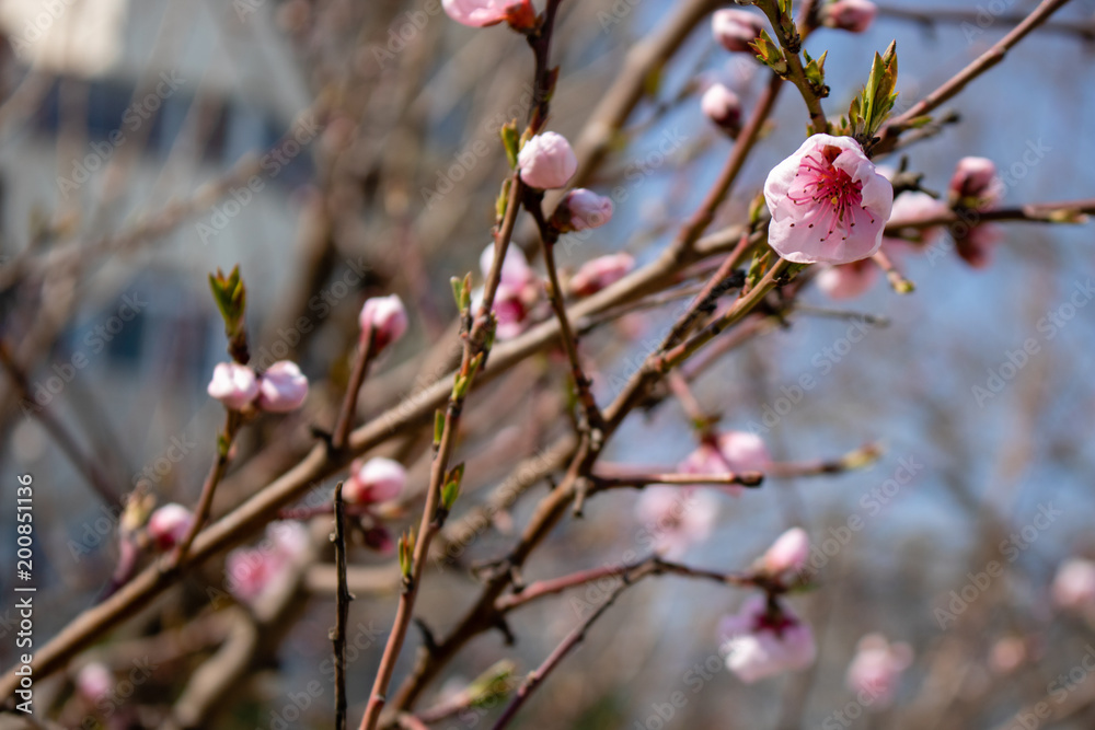 Pink flower blossom Pink flower blossom