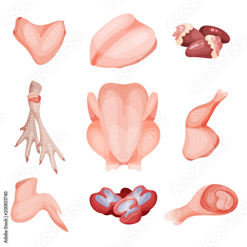 Chicken meat part set, parts of carcass, brisket wing, fillet, heart, legs, gizzard vector Illustrations on a white background