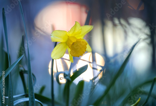 Fototapeta Naklejka Na Ścianę i Meble -  Beautiful yellow narcissus in park at evening 1