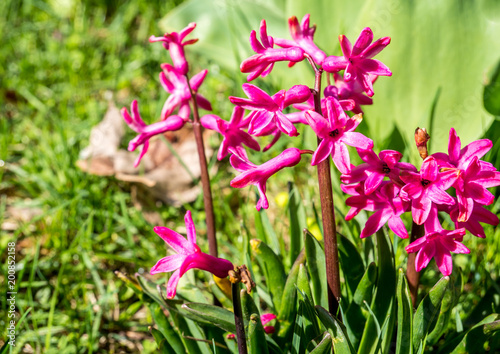 Hyacinthus orientalis rosa im Frühling