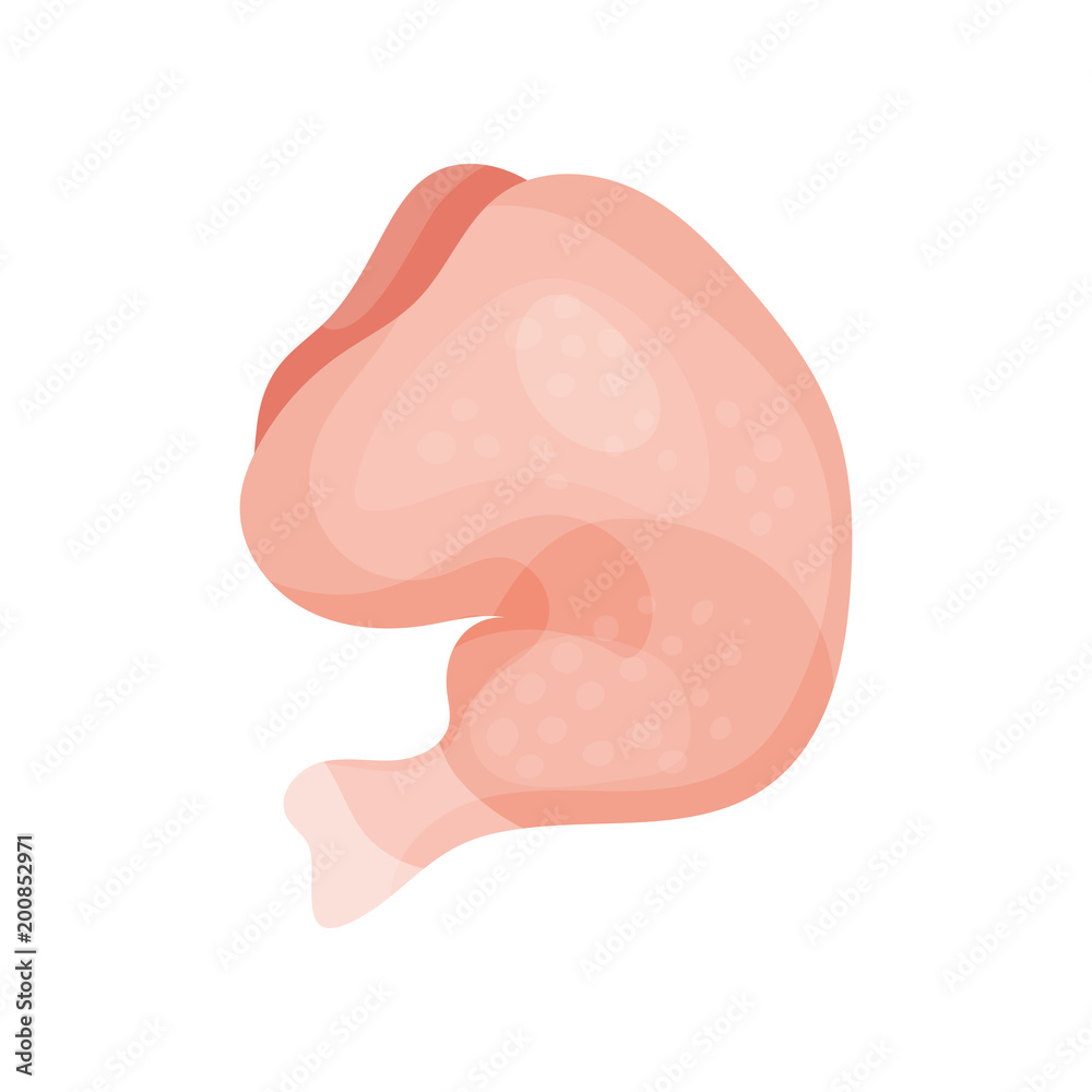 Fresh chicken leg, cutting of raw poultry vector Illustration on a white background Fresh chicken leg, cutting of raw poultry vector Illustration on a white background