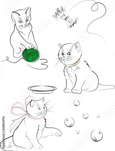 kitten / красивые котята
  