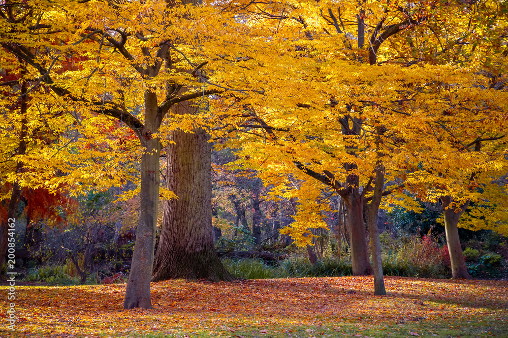 Fototapeta premium Autumn scene with yellow colour trees in busy park in London