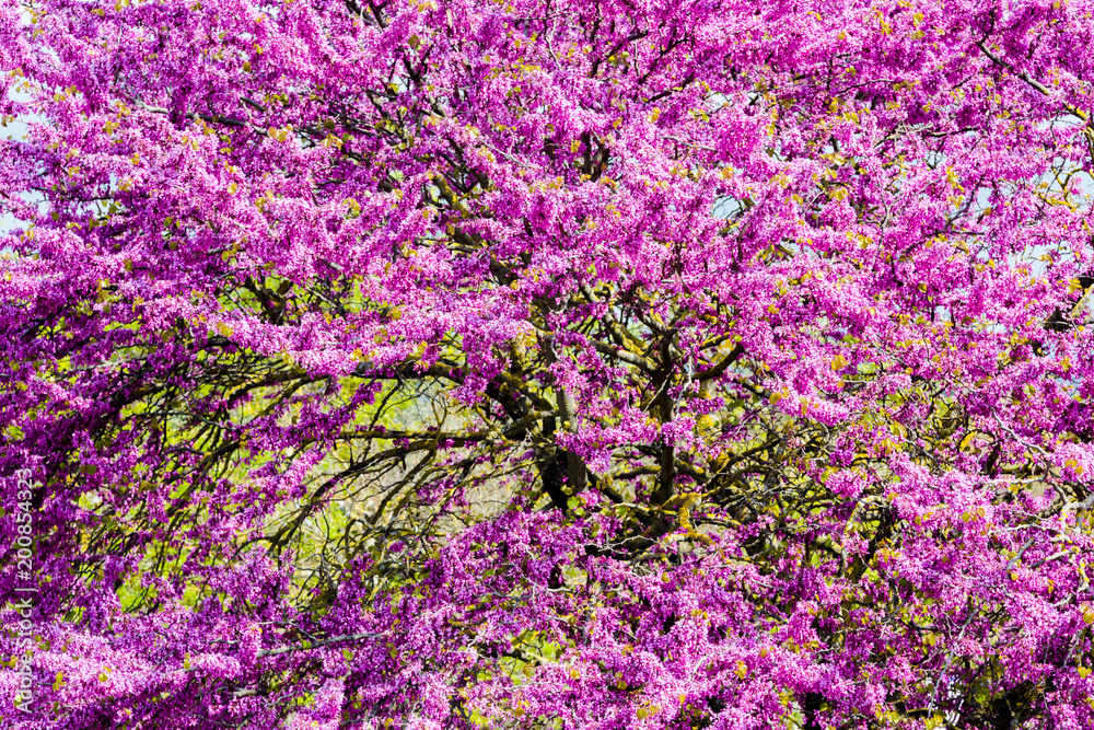 Tree crown with vibrant ultra violet flowers background