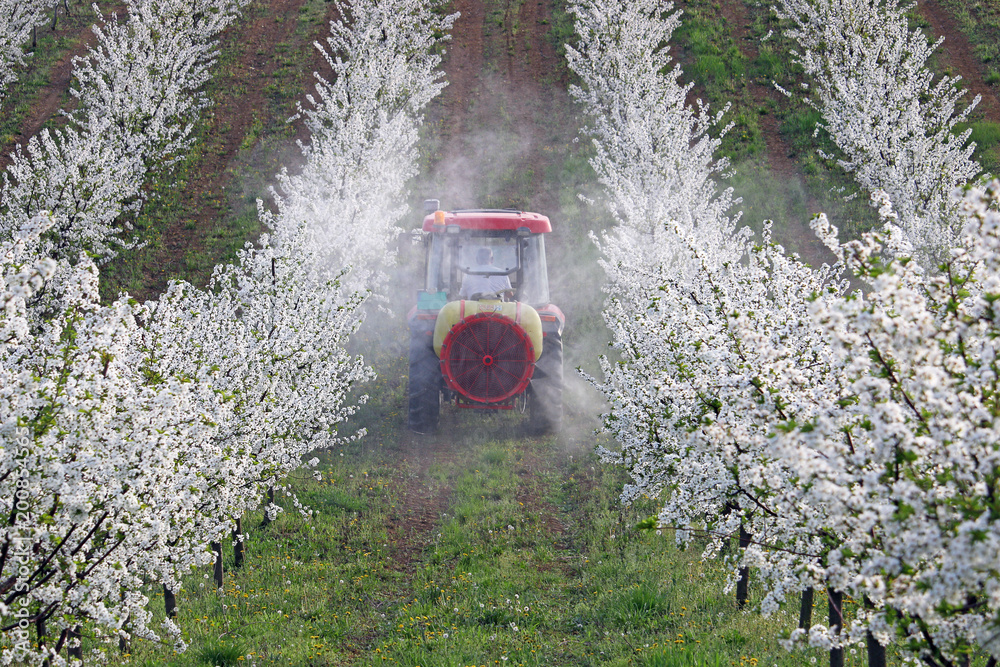 Obraz premium tractor sprays insecticide in cherry orchard