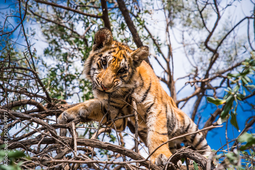 Fototapeta Naklejka Na Ścianę i Meble -  Young Tiger on the tree in Jungle in Africa