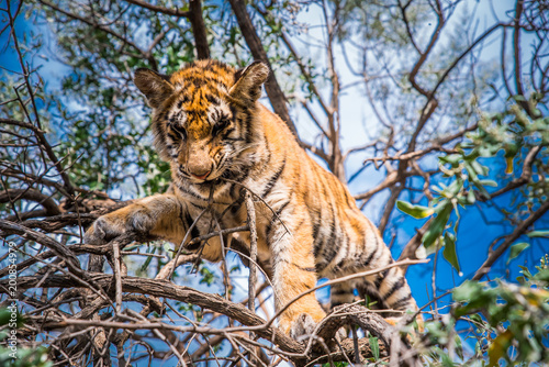 Fototapeta Naklejka Na Ścianę i Meble -  Young Tiger on the tree in Jungle