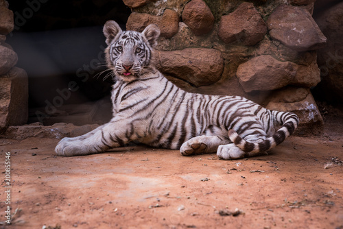 Fototapeta Naklejka Na Ścianę i Meble -  White Tiger - rare animal have rest time on the ground