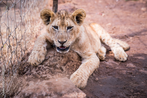 Fototapeta Naklejka Na Ścianę i Meble -  Lion resting on the ground in ZOO