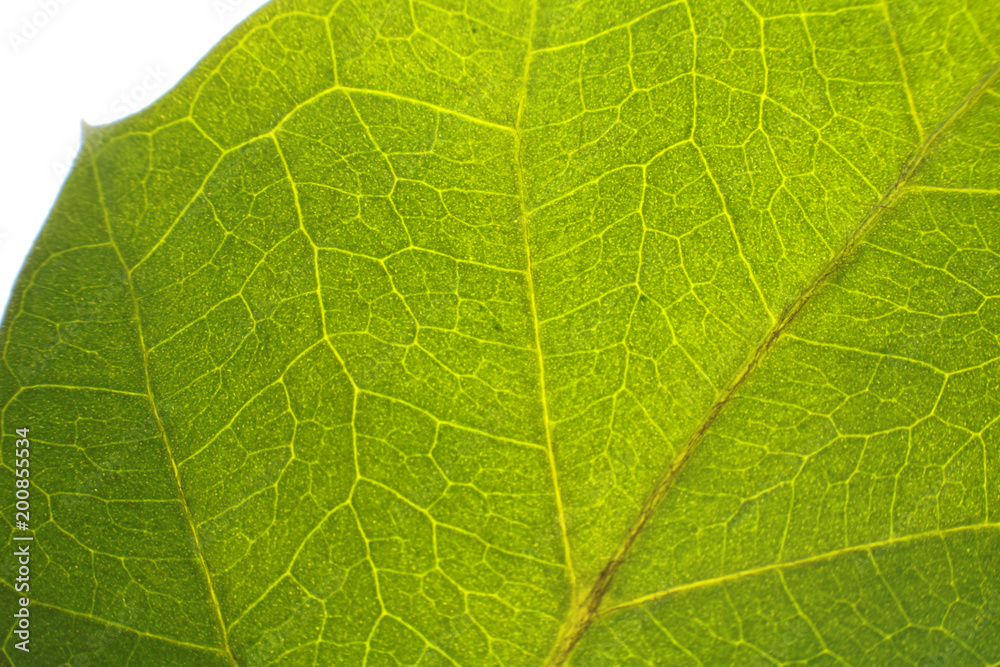 Leaf pattern. Closeup leaf texture. Leaf pattern. Closeup leaf texture.