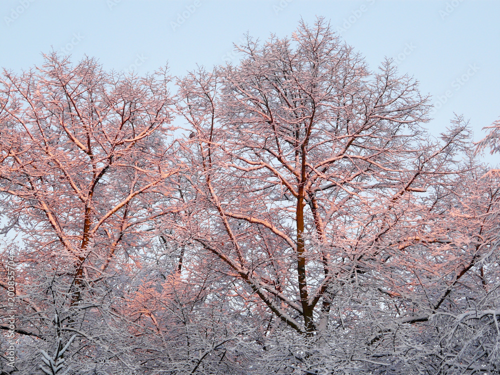 Snow-covered branches in the morning sun Snow-covered branches in the morning sun