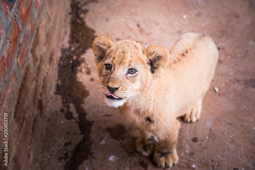 Fototapeta Naklejka Na Ścianę i Meble -  Cute Young African Lion in ZOO - Animal freedom, concept photo