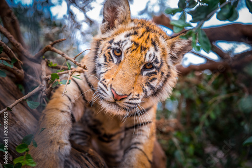 Fototapeta Naklejka Na Ścianę i Meble -  Tiger portrait - wild Animal photo in Africa