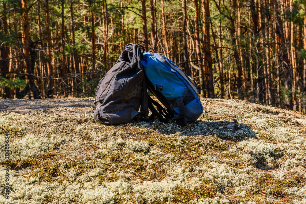Two backpacks on a ground in a coniferous forest