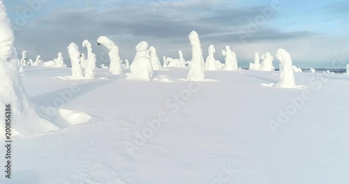 Snowy trees, Cinema 4k aerial view over a forest of snow covered pine tree, revealing a winter wonderland landscape above a fjeld mountain fell, in Riisitunturi national park, Lapland, Finland