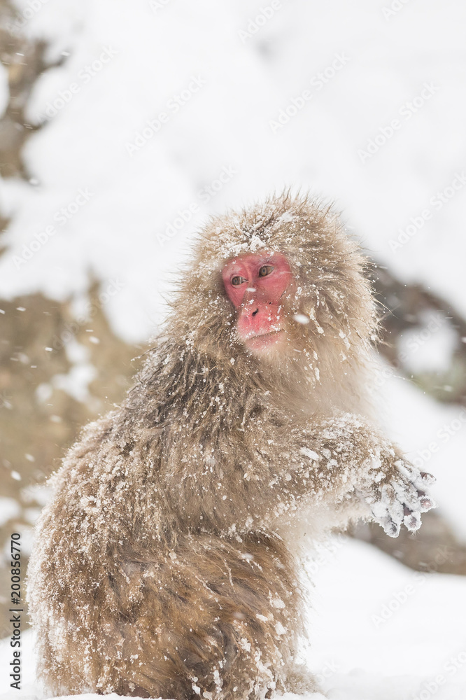 Fototapeta premium Jigokudani Monkey Park , monkeys bathing in a natural hot spring at Nagano , Japan