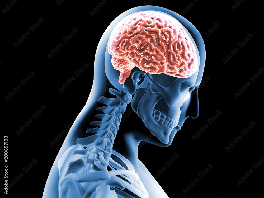 3D rendering x-ray image of human brain and skeleton Stock Photo