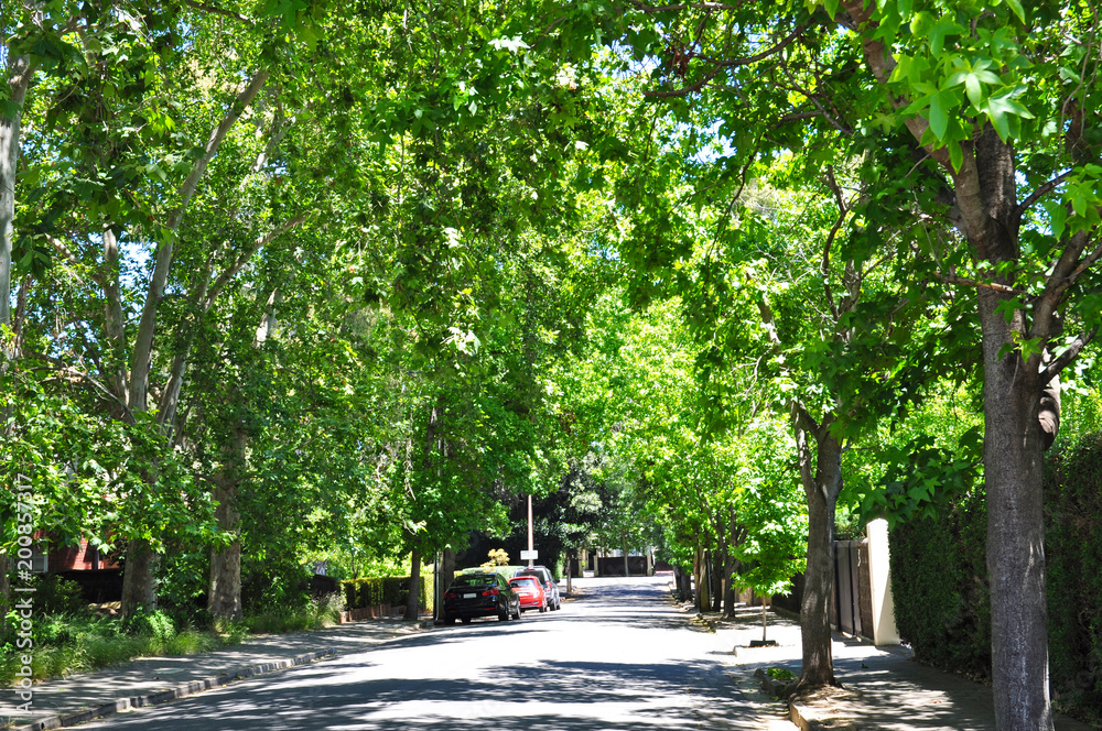 Little suburban street full of green trees. Adelaide, Australia
