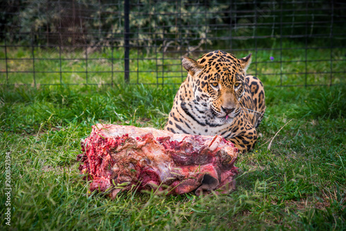 Fototapeta Naklejka Na Ścianę i Meble -  Wild Cheetah and meal - animal in ZOO, Animals freedom concept photo