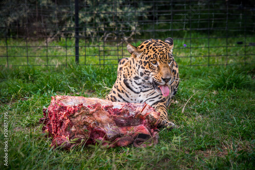 Fototapeta Naklejka Na Ścianę i Meble -  Wild Cheetah and meal - animal in ZOO, Animals freedom concept photo