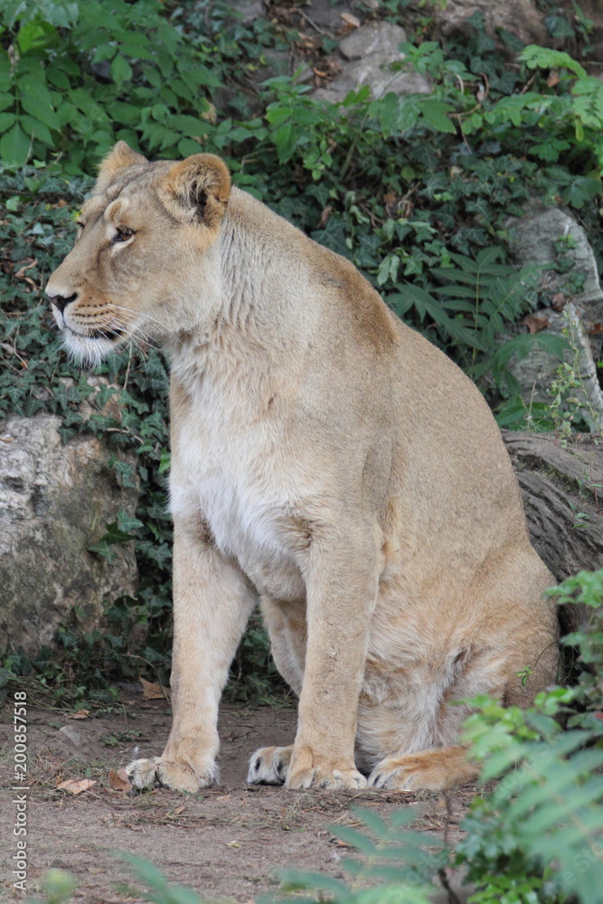 Fototapeta premium Asiatic lion (Panthera leo persica)