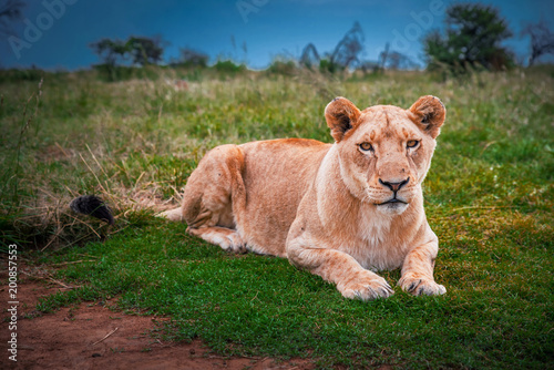 Fototapeta Naklejka Na Ścianę i Meble -  Lion female on the green grass, Wild Animal in South Africa