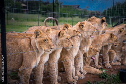 Fototapeta Naklejka Na Ścianę i Meble -  Lions together behind the fence. Animals freedom, concept photo