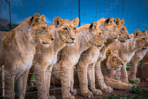 Fototapeta Naklejka Na Ścianę i Meble -  Lions together behind the fence. Animals freedom, concept photo