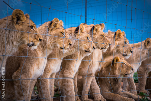 Fototapeta Naklejka Na Ścianę i Meble -  Lions together behind the fence. Animals freedom, concept photo