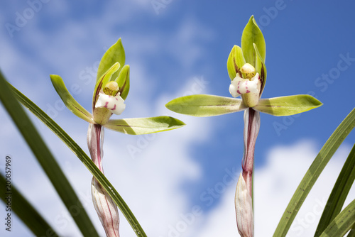 空の下の春蘭の花