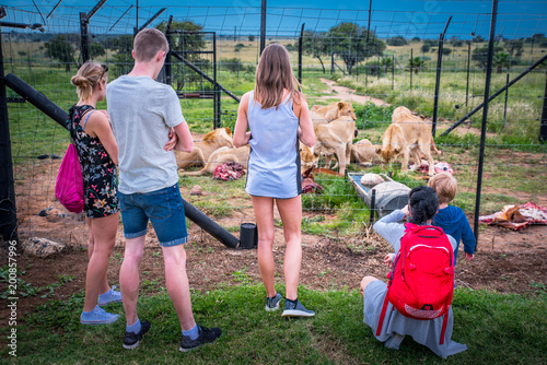 Fototapeta Naklejka Na Ścianę i Meble -  Group of tourist looking at lions in ZOO