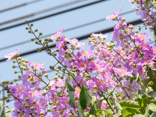 pink inthanin flowers are blooming in full of trees photo