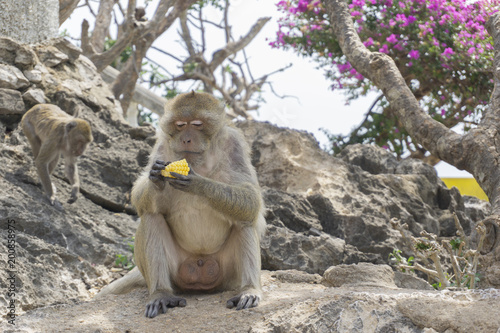 Old Long-tailed macaque or Crab-eating macaque eating raw corn happily while sitting on the rock photo