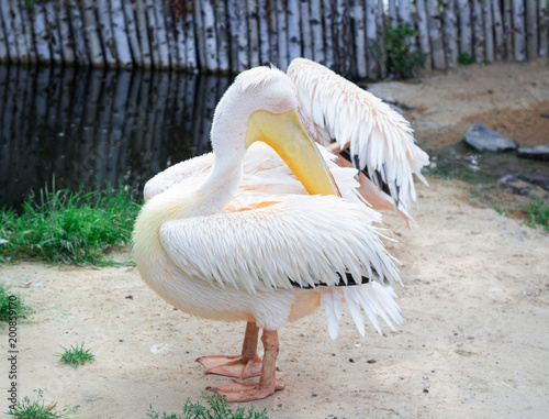 White pelican cleans up feather wings with big yellow neb photo