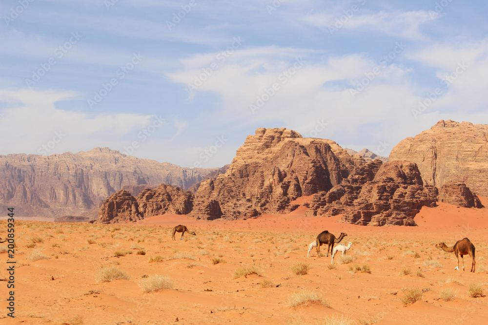 Camels in Wadi Rum desert Jordan