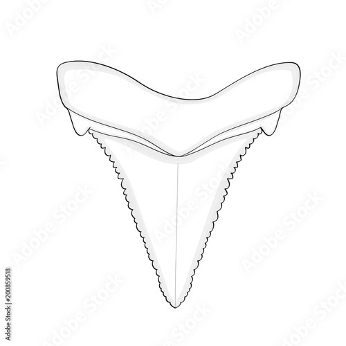 Archaeology, Ichthyology. Tooth shark isolated Object on white background. photo