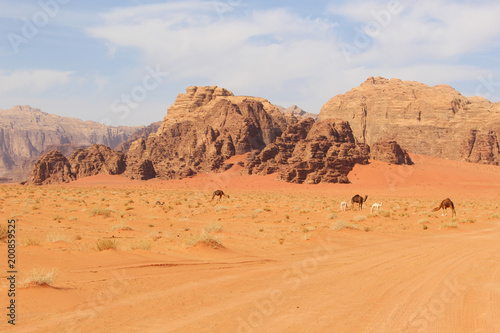 Camels in Wadi Rum desert Jordan