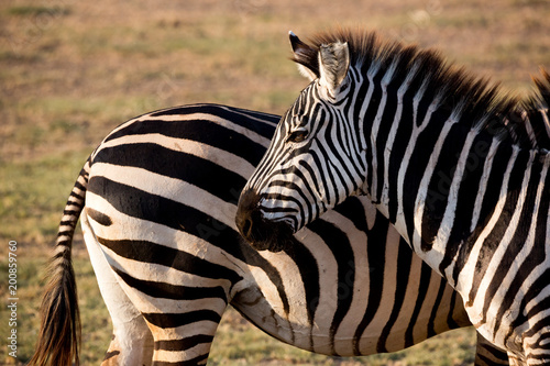 Zebra  Equus quagga 