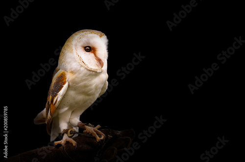 Barn Owl to the side of black background