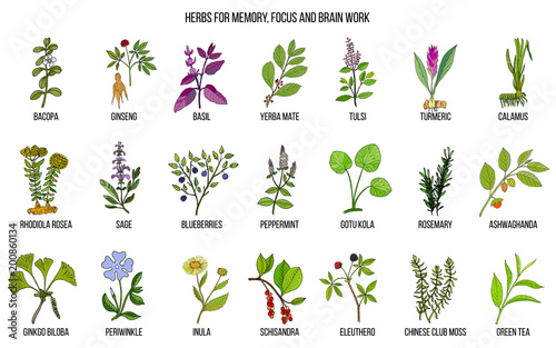 Best medicinal herbs for memory, focus and brain work