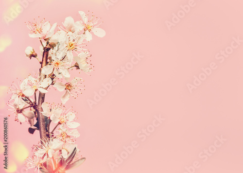 White cherry blossom at pink background, spring time nature with bokeh © VICUSCHKA