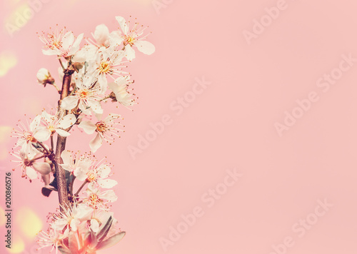 White cherry blossom at pink background, spring time nature with bokeh