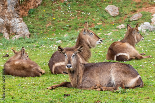 The waterbuck (Kobus ellipsiprymnus) is a large antelope found widely in sub-Saharan Africa. photo