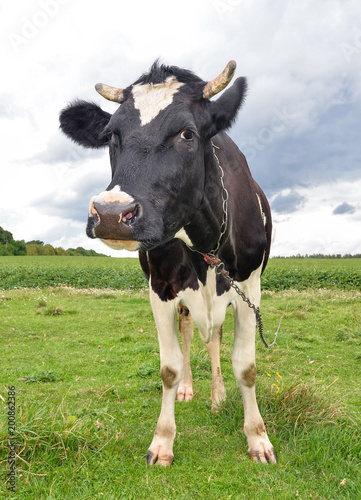 Cow with big muzzle on a spring pasture. Cow full length on a pasture close up. Farm animals. 