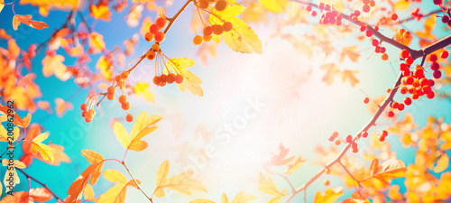 Beautiful bright autumn nature panoramic background with golden yellow leaves and orange autumn berries glows  in the sun on a background of blue and turquoise sky close-up  free copy cpace.